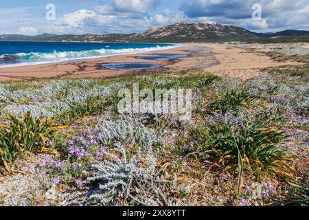 Frankreich, Südkorsika, Domaine de Murtoli, Erbaju Beach Stockfoto