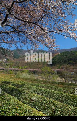 Teefelder und Kirschblüten in Hwagae, Hadong-Gun in Südkorea. Stockfoto