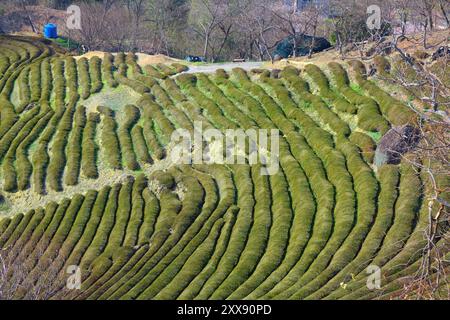Teefarm in Hwagae, Hadong-Gun in Südkorea. Stockfoto