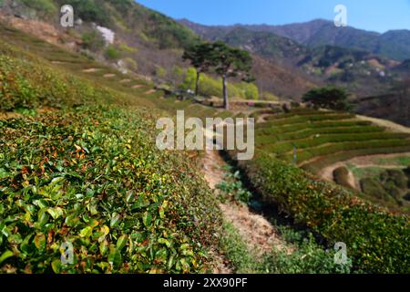 Teefarm in Hwagae, Hadong-Gun in Südkorea. Geringe Schärfentiefe. Stockfoto
