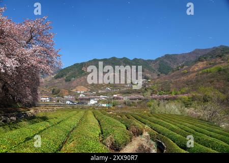 Teefelder und Kirschblüten mit Kirschblütenblizzard in Hwagae, Hadong-Gun in Südkorea. Stockfoto