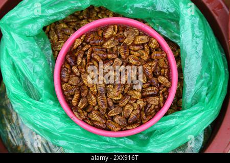 Seidenraupenpuppen zum Verkauf auf einem Marktplatz in Jeonju, Südkorea. Insekten als Nahrung. Stockfoto