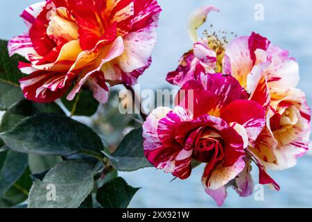 Vor dem See blüht rot, rosa, violett, gelb und weiß. Mehrfarbige Rose mit wunderschönem grünen Laub, es ist eine schöne Vielfalt von ros Stockfoto