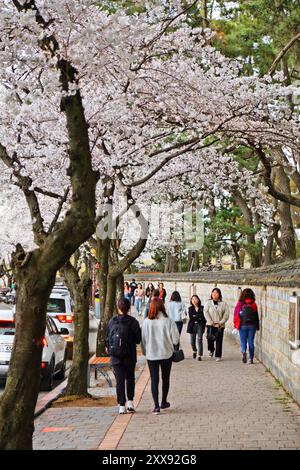 GYEONGJU, SÜDKOREA - 26. MÄRZ 2023: Touristen besuchen Frühlingskirschblüten neben historischen Stätten von königlichen Gräbern in Gyeongju, Südkorea. Stockfoto