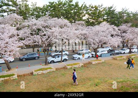 GYEONGJU, SÜDKOREA - 26. MÄRZ 2023: Touristen besuchen Frühlingskirschblüten neben historischen Stätten von königlichen Gräbern in Gyeongju, Südkorea. Stockfoto