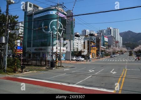 JINHAE, SÜDKOREA - 28. MÄRZ 2023: Straßenansicht von Jinhae in Changwon. Es ist eines der beliebtesten Reiseziele für Kirschblüten in Südkorea. Stockfoto