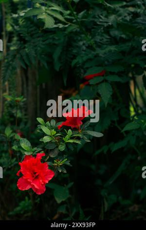 Eine atemberaubende rote Azalea blüht in einem üppig grünen Garten, dessen kräftige Farben sich vor der grünen Kulisse abheben. Stockfoto