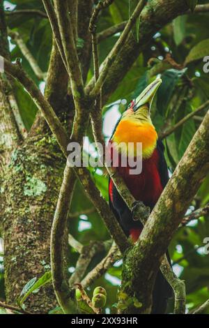 Ein lebhafter, grüner Tukan, der anmutig auf einem gelben Pflaumenbaum thront und sich wunderbar mit den bunten Früchten verschmilzt. Stockfoto