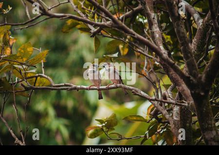 Ein Paar Spatzen teilen sich einen intimen Moment, während sie sanft die Schnabel berühren, während sie auf einem Baumzweig sitzen Stockfoto