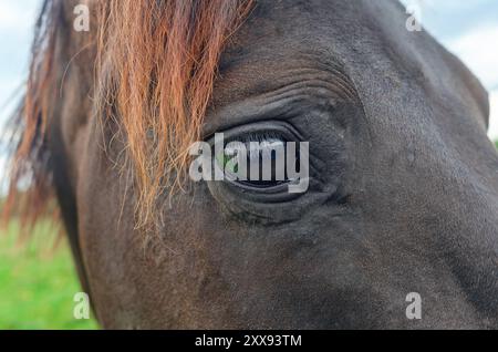 Großes glänzendes dunkles Auge. Kopf eines braunen Pferdes im Profil, Nahaufnahme. Fliegt dem Pferd ins Gesicht. Pferdezucht Stockfoto