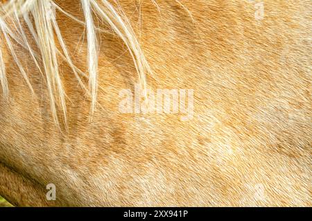 Nahaufnahme des Pferderückens. Beige Haut und leichte Pferdemähne im Vollbildmodus. Biologie der Tiere Stockfoto