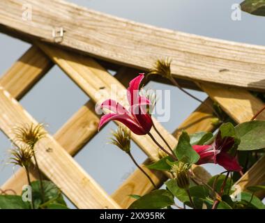 Clematis 'Princess Diana' Stockfoto