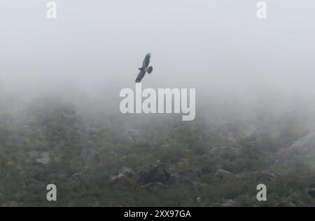 Berg Caracara (Daptrius megalopterus) Aves Stockfoto