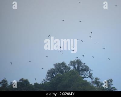 Swift (Streptoprocne zonaris) Aves mit weißem Kragen Stockfoto