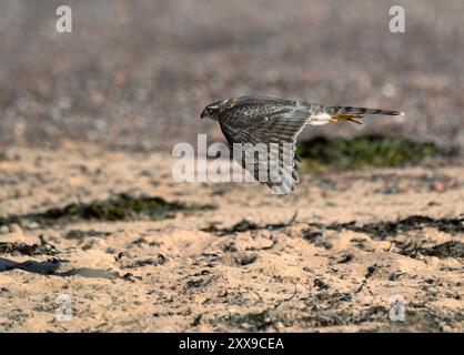 Sparrowhawk (Accipiter nisus) jagt tief über einem schottischen Strand Stockfoto