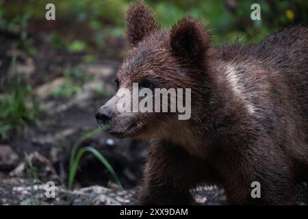 Brauner Bär im Wald Stockfoto