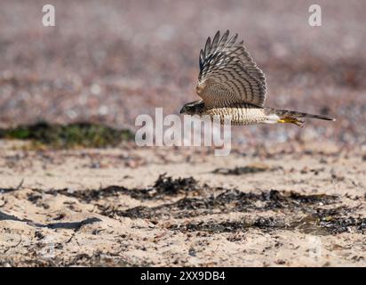 Sparrowhawk (Accipiter nisus) jagt tief über einem schottischen Strand Stockfoto