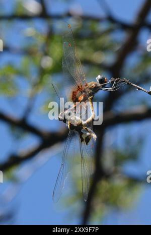 Keyhole Glider (Tramea basilaris) Insecta Stockfoto