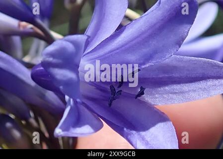 Bell Agapanthus (Agapanthus campanulatus) Plantae Stockfoto