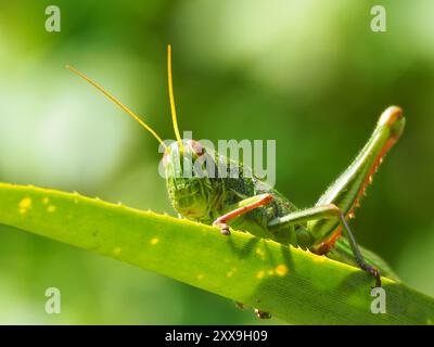 Große grüne Grasshopper (Chondracris rosea) Insecta Stockfoto