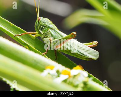 Große grüne Grasshopper (Chondracris rosea) Insecta Stockfoto