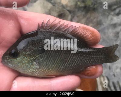 Longear Sunfish Complex (Lepomis megalotis) Actinopterygii Stockfoto