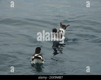 Snares Cape Petrel (Daption capense australe) Aves Stockfoto