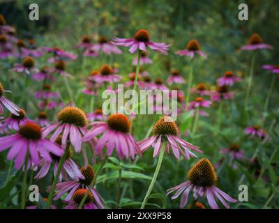 Wunderschöner herbstlicher grüner Hintergrund mit östlichen lila Konefloren (Echinacea purpurea), die im Garten blühen. Stockfoto