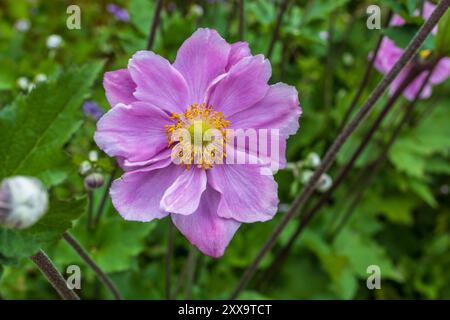 Großblume von leicht anzubauenden Stauden Japanische Anemonen, botanischer Name: Anemone hupehensis, Anemone hybrida. Stockfoto