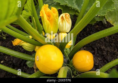 Kürbispflanze mit gelben Blüten und sich entwickelndem Obst im Garten. Stockfoto