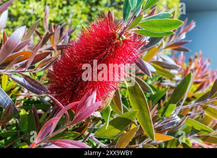 Hellrote Blume der Flaschenbürstenpflanze Callistemon citrinus. Stockfoto