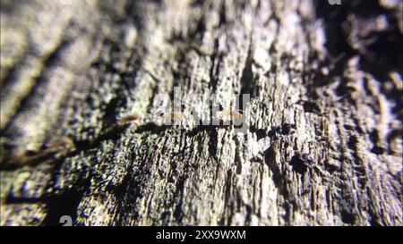 Conehead Termites (Nasutitermes) Insecta Stockfoto