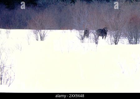 Nordwestelch (Alces alces andersoni) Mammalia Stockfoto