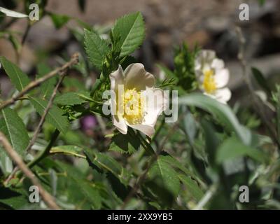 Drüsenhalsrose (Rosa squarrosa) Plantae Stockfoto