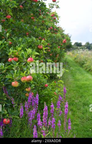Apfelplantage Stockfoto