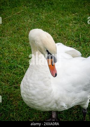 Stummer Schwan, der sich niederlegt, aufgepolstert und bereit ist, seinen Kopf unter seine Flügel zu stecken, um zu schlafen. Stockfoto