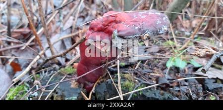 Lackierte Klammer (Ganoderma lucidum) Pilze Stockfoto