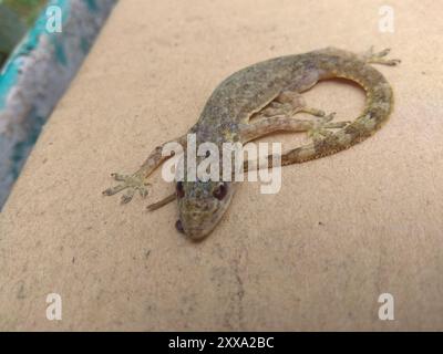 Indopazifisches Haus Gecko (Hemidactylus garnotii) Reptilia Stockfoto