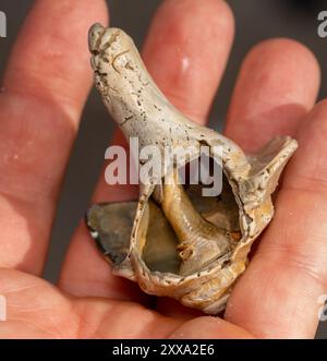 Knobbed Whelk (Busycon carica) Mollusca Stockfoto