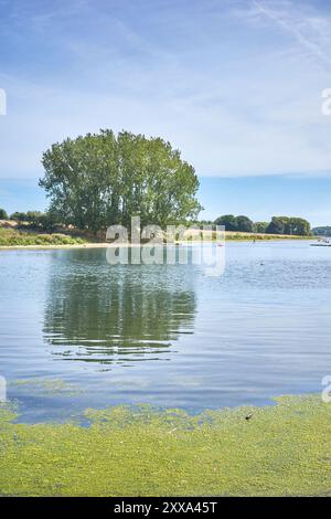 Giftige Grünalgen auf dem Wasser des Rutland Water Reservoir, England, an einem Sommertag. Stockfoto