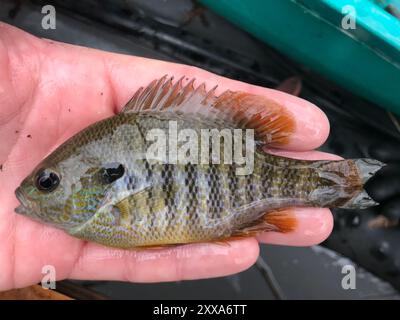 Longear Sunfish Complex (Lepomis megalotis) Actinopterygii Stockfoto