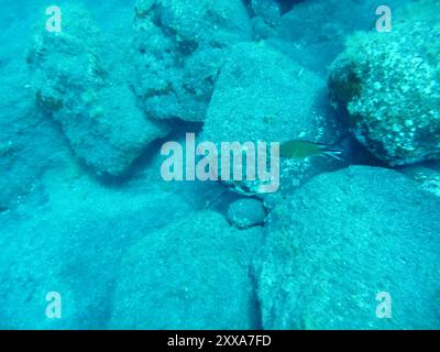 Atlantischer Damselfisch (Chromis limbata) Actinopterygii Stockfoto