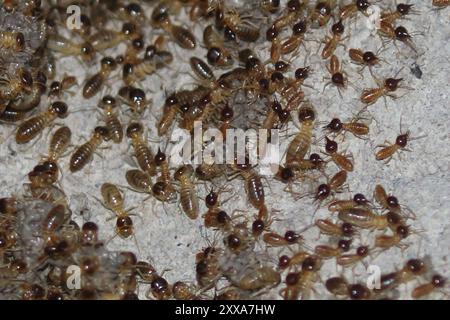 Conehead Termites (Nasutitermes) Insecta Stockfoto