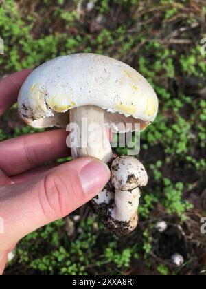 Gelbe Färbepilze (Agaricus xanthodermus) Stockfoto