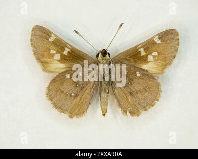 Viereck's Skipper (Atrytonopsis vierecki) Insecta Stockfoto