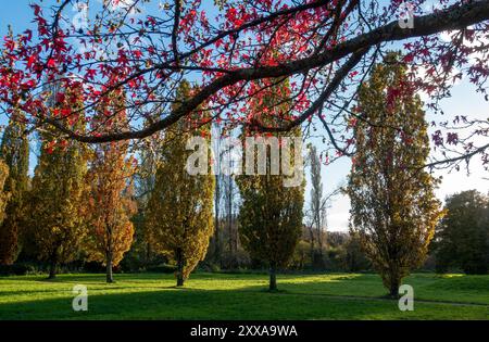 A leisurely afternoon walk through Riverside Park in Southampton, surrounded by trees adorned with brilliant red and golden leaves Stockfoto