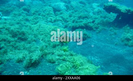 Atlantischer Damselfisch (Chromis limbata) Actinopterygii Stockfoto