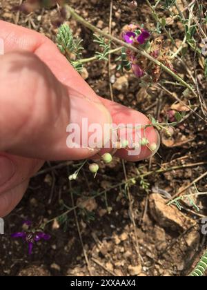 Blasenschoten (Physaria) Plantae Stockfoto