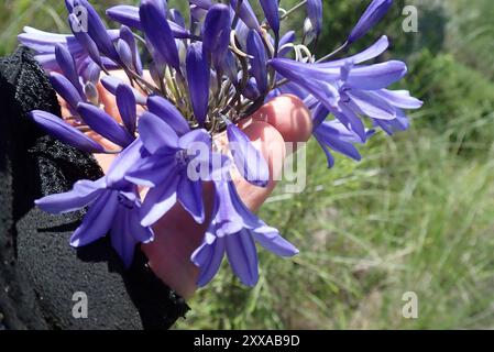 Bell Agapanthus (Agapanthus campanulatus) Plantae Stockfoto