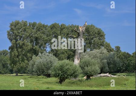 Naturlandschaft im Himmelgeister Naturpark Rheinbogen auch Hochwassergebiet in der Nähe von Rhein, Düsseldorf-Himmelgeist, Nordrhein-Westfalen, Deutschland Stockfoto